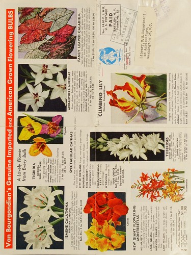 Climbing lily