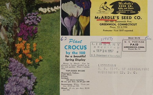 Plant bulbs this fall for blooms next spring darwin tulips