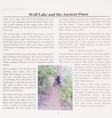 Spirit of the Red Pine