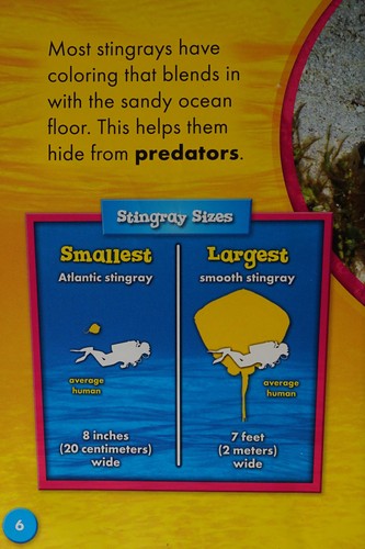 Stingrays