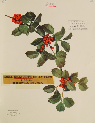 Interesting facts about American hollies