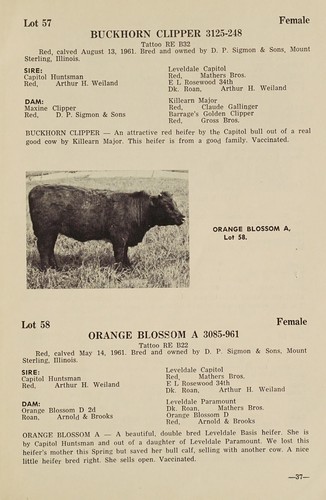 Complete dispersion of the Buckhorn shorthorn herd, Wednesday, Sept. 5, 1962, Colchester, Illinois