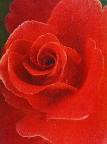 Roses (The Time-Life encyclopaedia of gardening)
