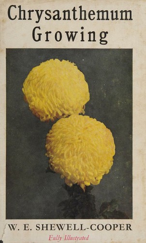 Chrysanthemum growing