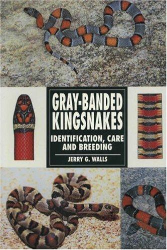 Gray-Banded Kingsnakes