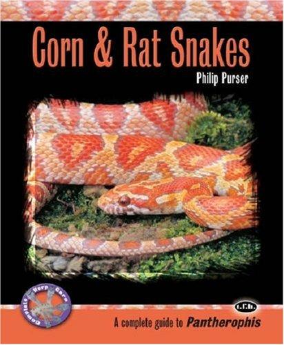 Corn snakes and rat snakes