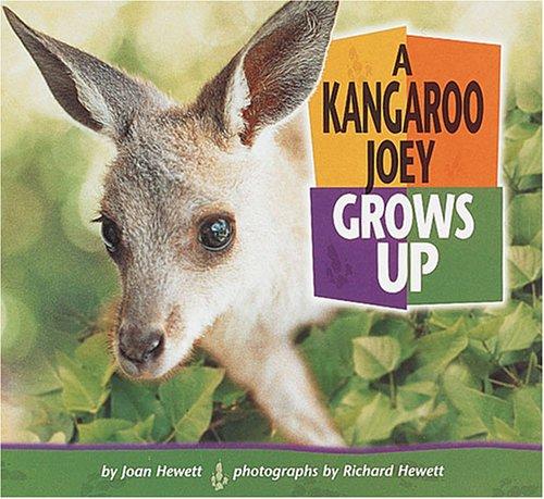 A Kangaroo Joey Grows Up