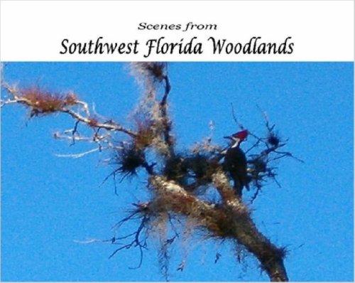 Scenes from Southwest Florida Woodlands