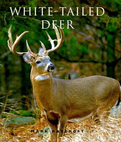 White-tailed deer