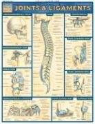 Joints and Ligaments