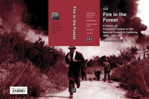 Fire in the forest
