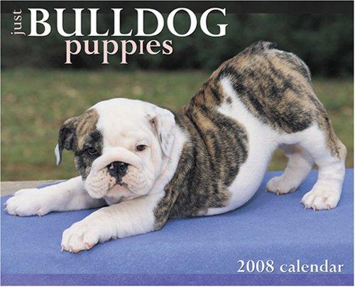 Just Bulldog Puppies 2008 Calendar