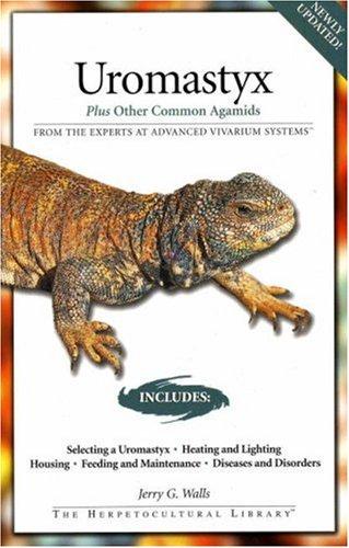 Uromastyx