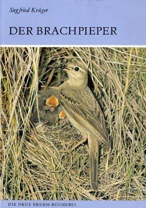 Der Brachpieper