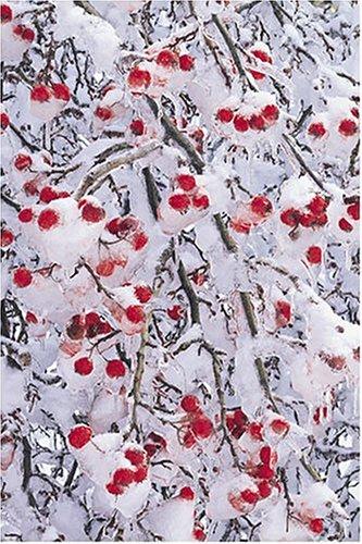Ice-covered Rose Hips, Sierra Club Boxed Holiday Cards
