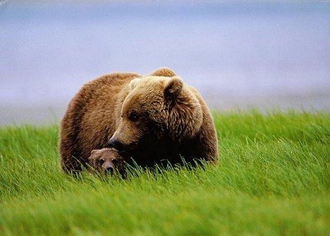 Brown Bear "Madonna", McNeil River, Sierra Club Boxed Holiday Cards