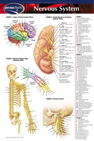 Nervous System