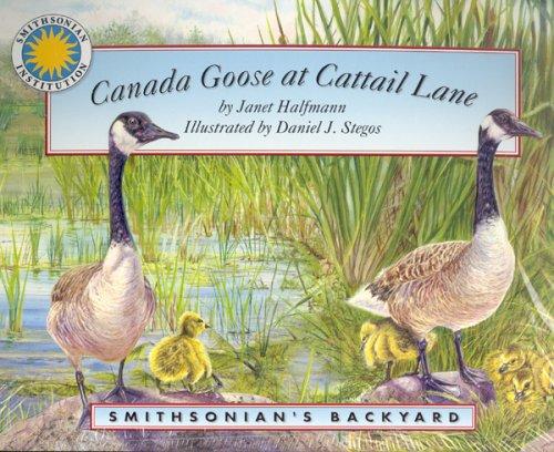 Canada Goose at Cattail Lane