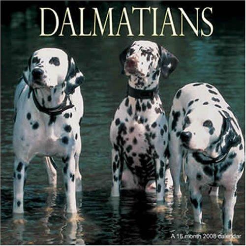 Dalmatians 2008 Wall Calendar