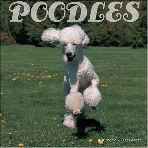 Poodles 2008 Wall Calendar