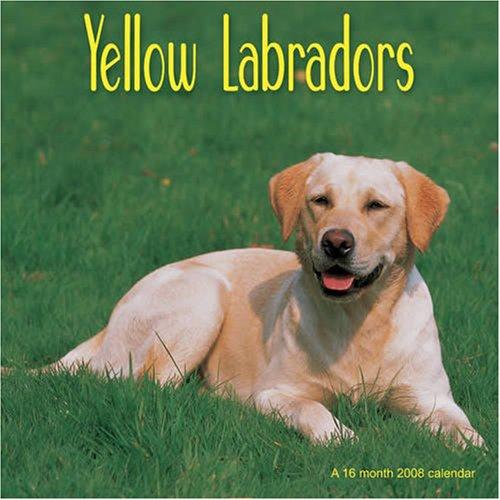 Yellow Labradors 2008 Wall Calendar