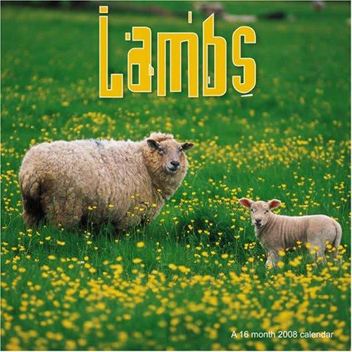 Lambs 2008 Wall Calendar