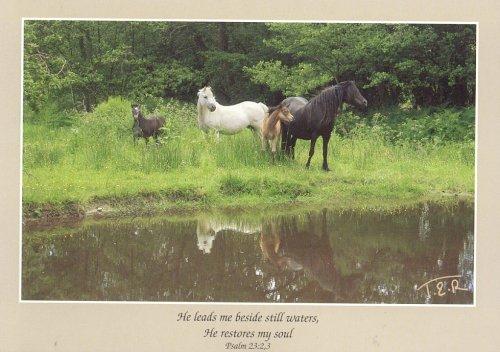 Pony Reflections