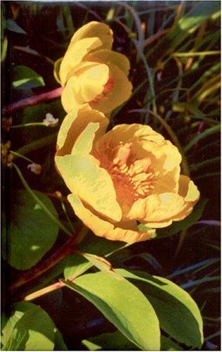 Yellow Poppies