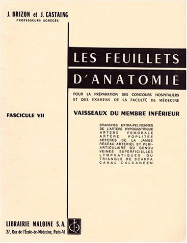 Vaisseaux du membre inférieur