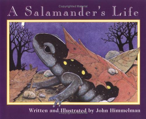 A Salamander’s Life