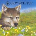Gray wolf pup