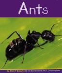 Ants (Insects)