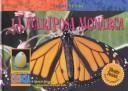 Monarch Butterfly