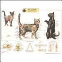 Feline Skeletal System Anatomical Chart