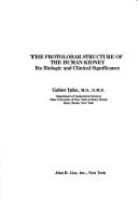 The protolobar structure of the human kidney