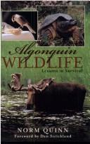 Algonquin wildlife