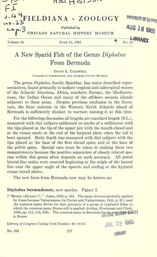 A new sparid fish of the genus Diplodus from Bermuda