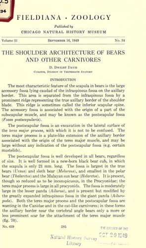 The shoulder architecture of bears and other carnivores