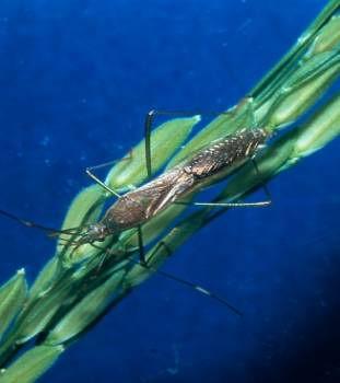Pests of Rice and Their Natural Enemies in Peninsular Malaysia