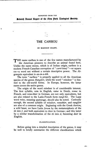 The caribou