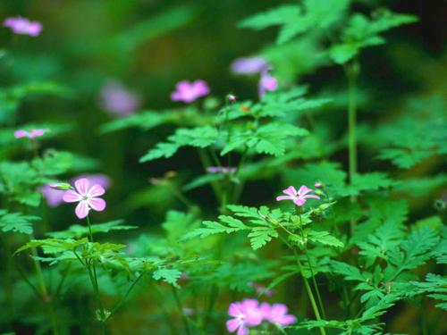 Behold the Lilies of the Field