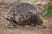 Dancing dragons and The mat that became an echidna's hat