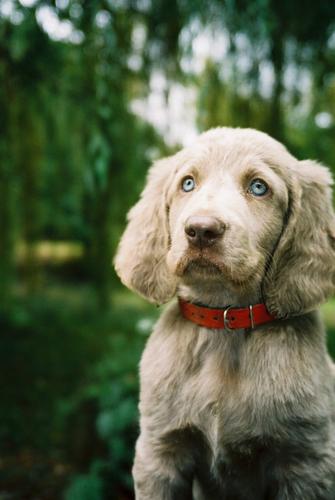 How to Raise and Train a Weimaraner