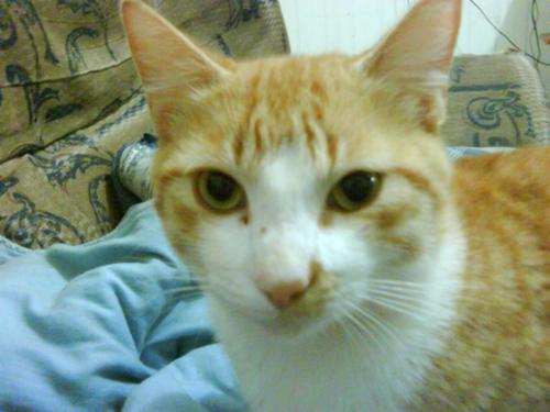 Identidade para os gatos pardos
