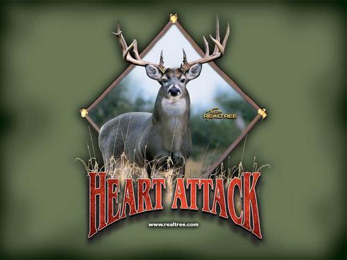 110% Success Bowhunting Whitetails