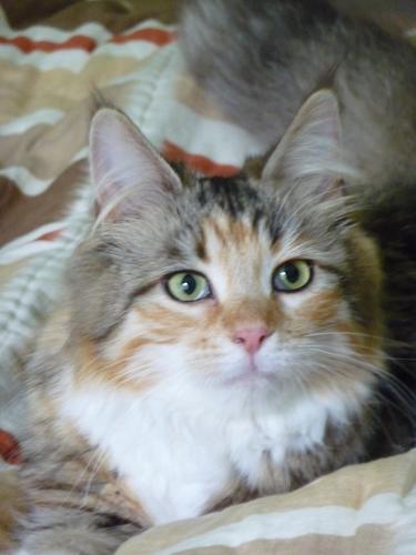 The Royal Canin Cat Encyclopedia