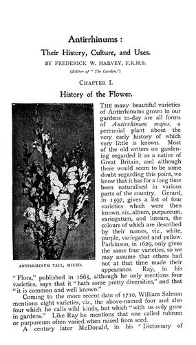 Antirrhinums