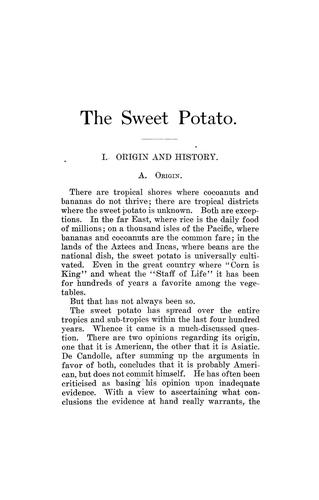 The sweet potato