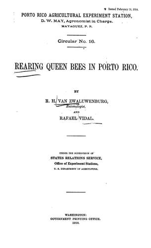 Rearing queen bees in Puerto Rico