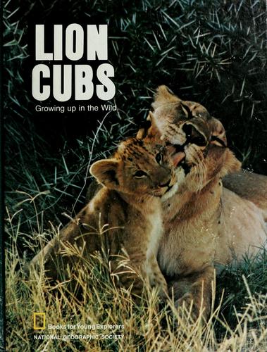 Lion cubs, growing up in the wild